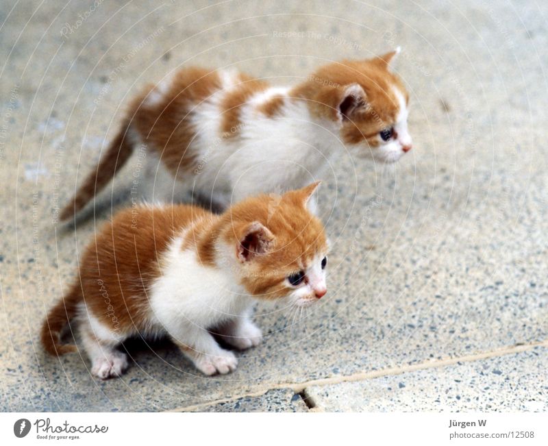 kleine Raubtiere Katze Landraubtier süß Fell mehrfarbig Tier Säugetier cat sweetly skin multicolored small