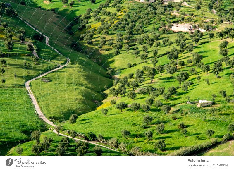 grünes Marokko Umwelt Natur Landschaft Pflanze Sommer Wetter Schönes Wetter Baum Gras Sträucher Wiese Feld Hügel Fes Straße dünn exotisch grau Landwirtschaft