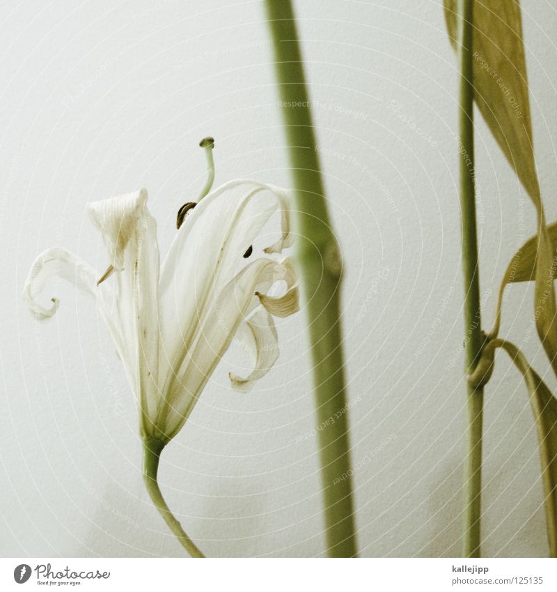 nachspiel Blume Pflanze verschönern Lilien Maria Lebewesen Wachstum weiß Fortpflanzung Pollen vertikal Stengel unschuldig Macht white Wurzel Zwiebel Stempel