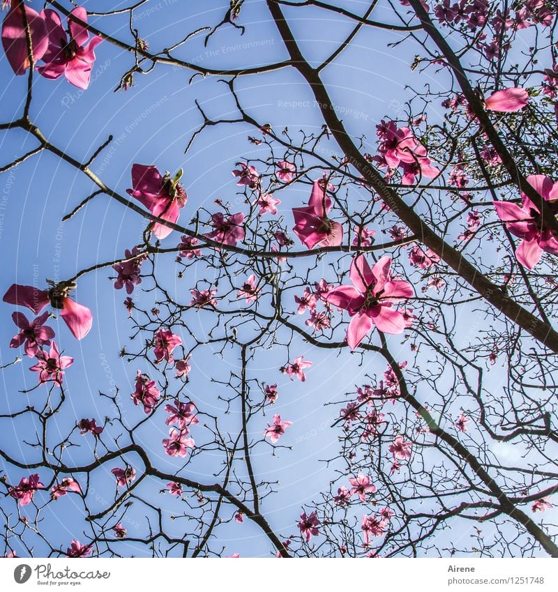 rosa Wölkchen Magnolie Blüte Baum Himmel nur Himmel Magnolienblüte Magnolienbaum glänzend blau schwarz Farbfoto Menschenleer Hintergrund neutral