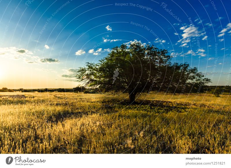 Erleuchtung Ferien & Urlaub & Reisen Tourismus Safari Umwelt Natur Landschaft Pflanze Himmel Wolken Horizont Sonne Sonnenaufgang Sonnenuntergang Sonnenlicht