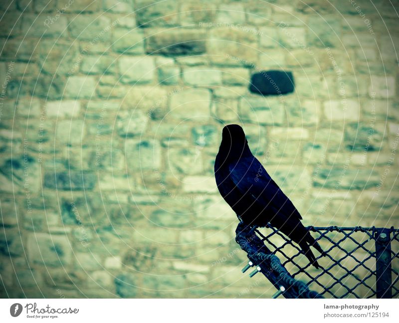 Watching the black brick Mauer Vogelperspektive überwachen Schutz Wächter Rabenvögel Krähe Kolkrabe Dohle Saatkrähe Weisheit Märchen Vignettierung Zaun