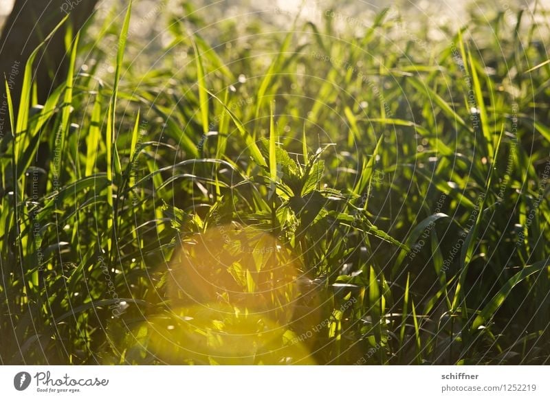 Dieses Gras möchte ich auch mal... Umwelt Natur Pflanze Sonnenaufgang Sonnenuntergang Sonnenlicht Schönes Wetter Grünpflanze gelb gold grün