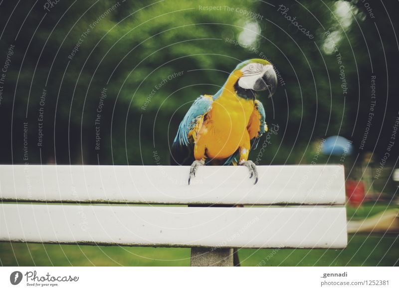 Komischer Vogel Haustier Ara Papageienvogel 1 Tier außergewöhnlich mehrfarbig gelb Bankgebäude Außenaufnahme Freiflug frei Fröhlichkeit Farbfoto Menschenleer