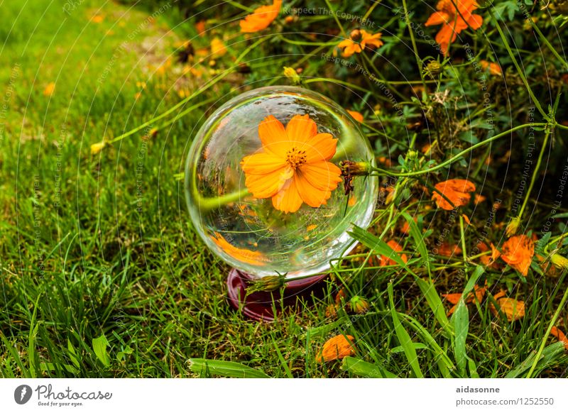 glaskugel Pflanze Sommer Blume Gras Garten Park Wiese Duft elegant Farbe Freiheit Freude Idee Lebensfreude Natur Glaskugel orange Grünpflanze grün Blüte