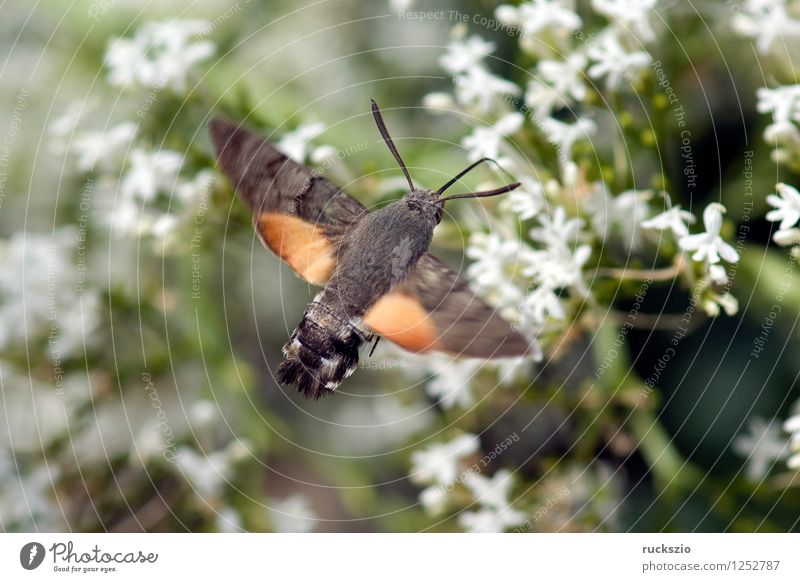 Taubenschwaenzchen; Macroglossum; stellatarum; Schmetterling fliegen Fressen Taubenschwanz Spornblume Spornblumen Centranthus Karpfenschwanz Wanderfalter