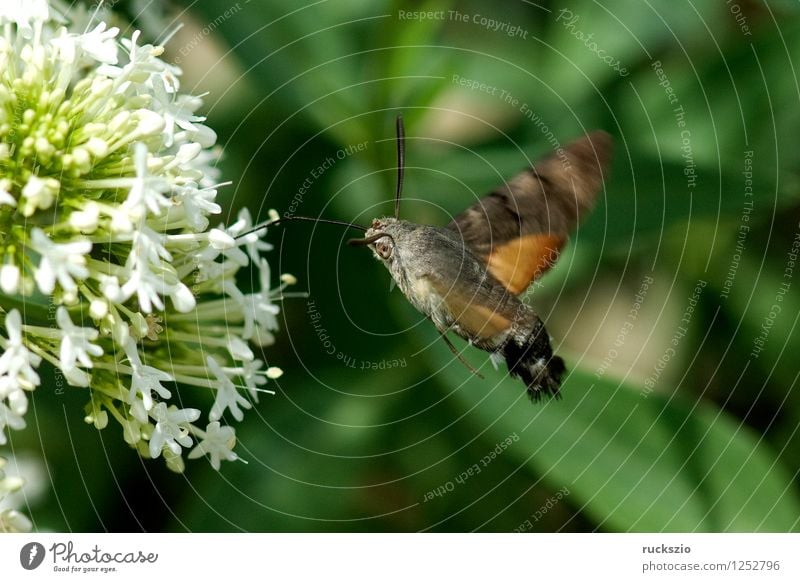 Taubenschwaenzchen; Macroglossum; stellatarum; Schmetterling fliegen Taubenschwanz Spornblume Spornblumen Centranthus Karpfenschwanz Wanderfalter Schwaermer