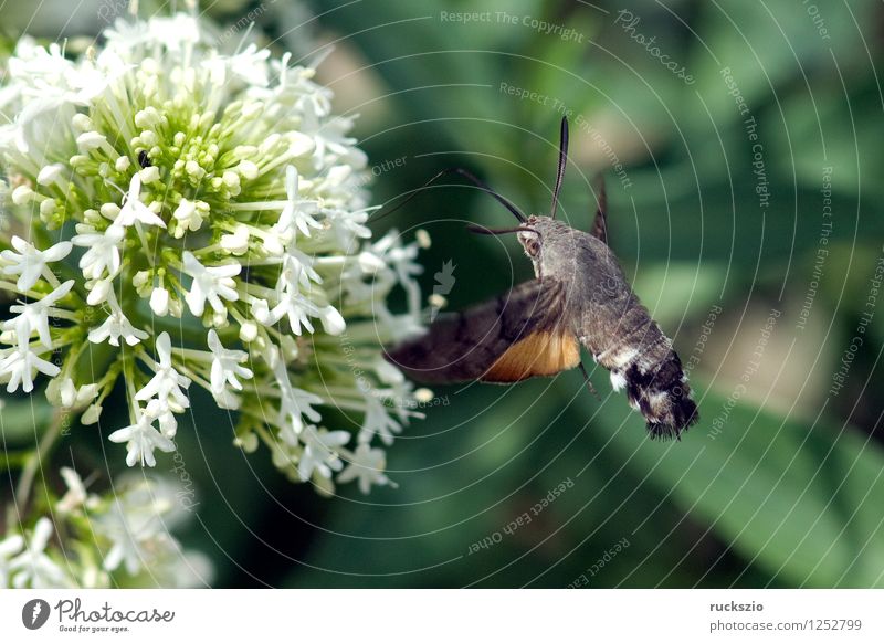 Taubenschwaenzchen; Macroglossum; stellatarum; Schmetterling fliegen Fressen Taubenschwanz Spornblume Spornblumen Centranthus Karpfenschwanz Wanderfalter