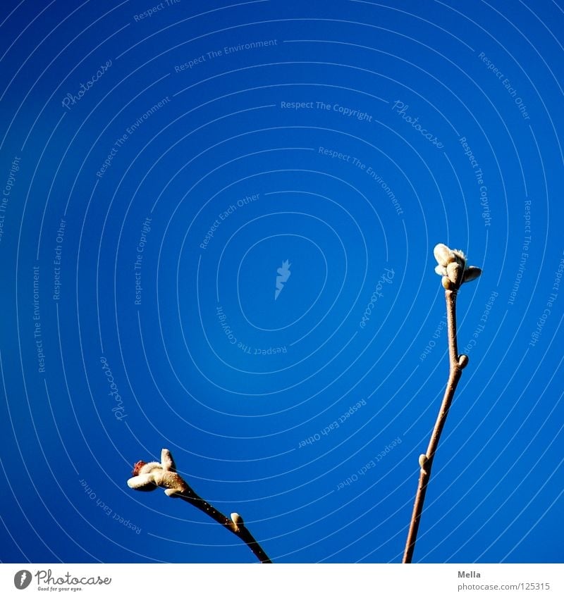Frühling! austreiben Magnoliengewächse Physik Beleuchtung Luft atmen Park Himmel blau Blütenknospen Ast Zweig ausschlagen Schönes Wetter Wärme Pollen