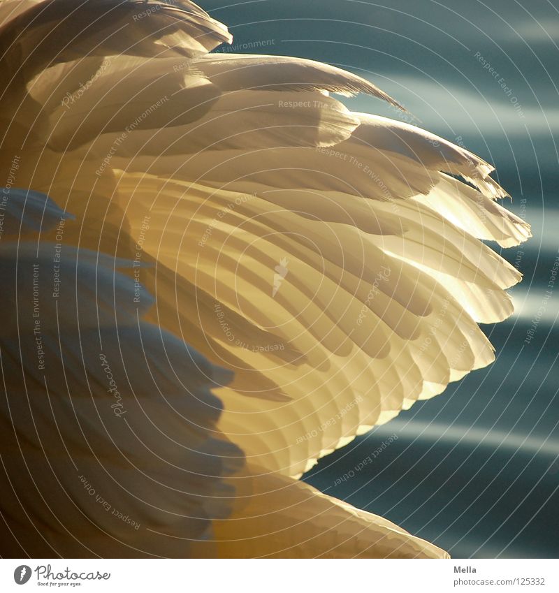 Federkleid Schwan weiß Vogel Beleuchtung See Teich Wasser Flügel Fittiche Wasservogel Schönes Wetter edel elegant