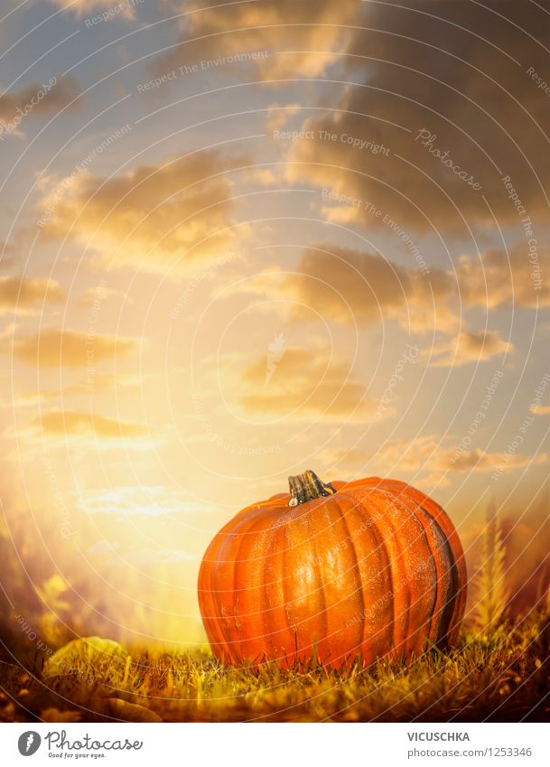Großer Kürbis auf Herbst Natur mit Sonnenuntergang Himmel Gemüse Design Garten Feste & Feiern Erntedankfest Halloween Sonnenaufgang Schönes Wetter