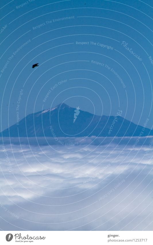 Cloudbird Umwelt Natur Landschaft Himmel Wolken Frühling Schnee Felsen Berge u. Gebirge Teide Insel Teneriffa Tier Vogel 1 blau weiß Sehnsucht hell dunkel