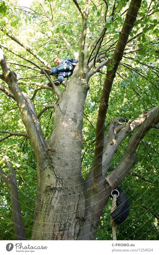 Junge auf Kletterbaum Mensch maskulin Bruder Kindheit 1 3-8 Jahre 8-13 Jahre Baum Wald Holz gigantisch hoch grün Freude Glück Willensstärke Mut Vertrauen