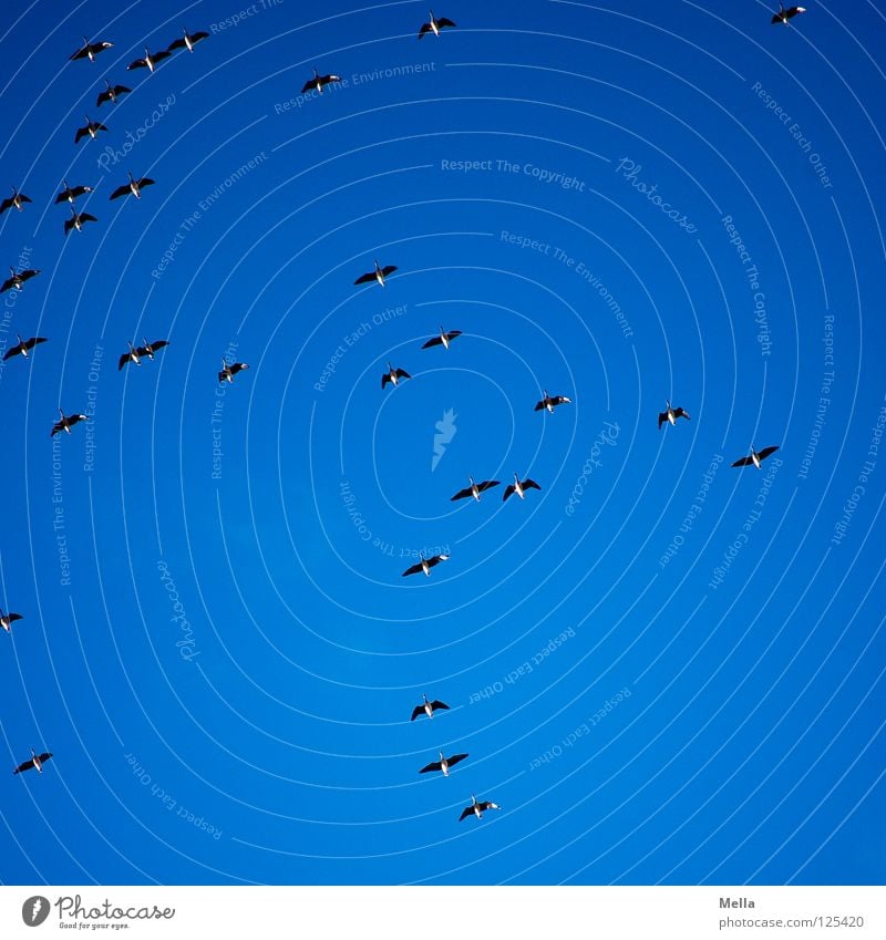 Sie ziehen III Vogel Vogelschwarm Gans Wildgans Formation Luft luftig Beleuchtung unten Himmel Vogelflug Luftverkehr fliegen Vogelfluglinie oben hoch blau