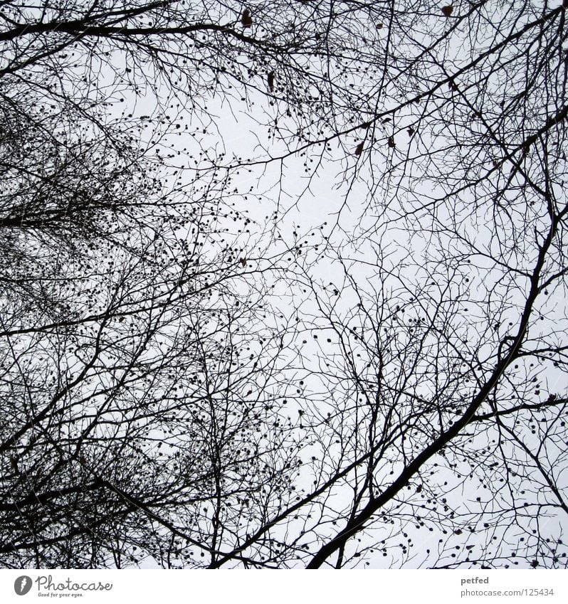 Vernetzung... Baum Baumkrone schwarz grau unten Information Spaziergang Freizeit & Hobby Ast Zweig Natur Himmel oben Netz Kontrollstaat Wissen Macht