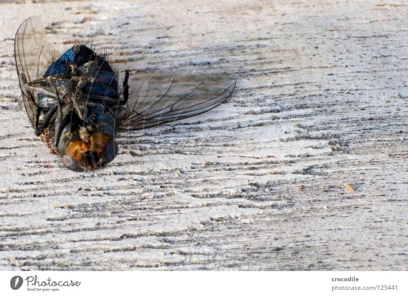 wenn fliegen nicht mehr fliegen.... :( Insekt abgestürzt Holz Makroaufnahme Trauer Verzweiflung Nahaufnahme Fliege Luftverkehr bruchpilot Tod Flügel