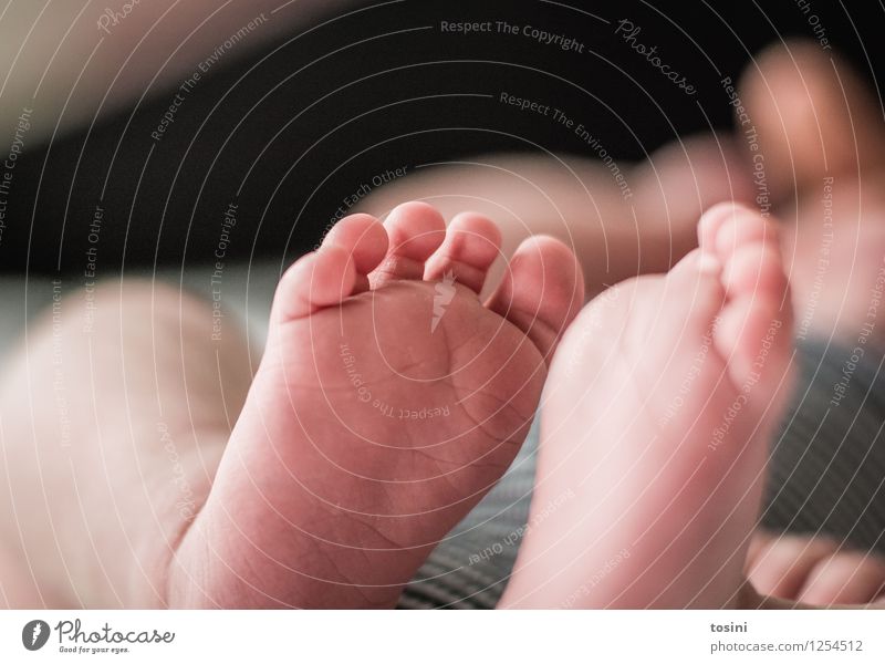 Baby-Füße I Mensch Fuß 1 0-12 Monate klein Zehen verwundbar wunderbar Wunder Fußspur nackt neu Glück Lebenssinn Farbfoto Innenaufnahme Studioaufnahme