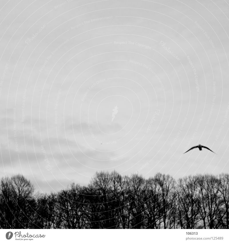 CUP OF SUNDAY Möwenvögel Tier Luft Ozon Schweben fahren flattern gleiten baumeln rein Unbeschwertheit Meer Wellen Symbole & Metaphern Wolken Baum Sträucher