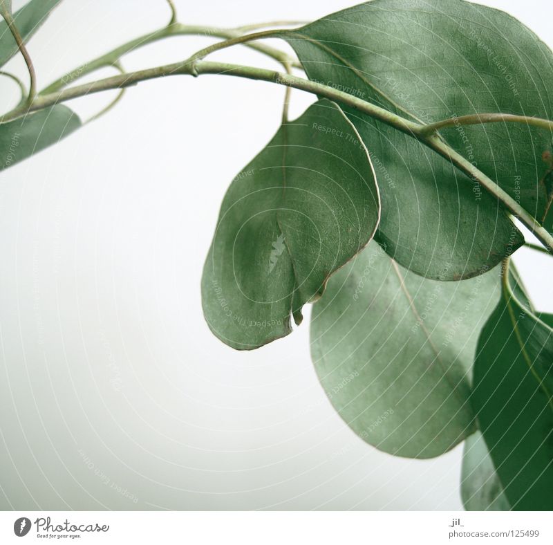 eukalyptus-blätter Eukalyptusbaum Blatt Pflanze ruhig schön grün grau weiß Zweig myrtengewächs eukalyptus-öl ätherisches öl ätherische öle Geruch Duft