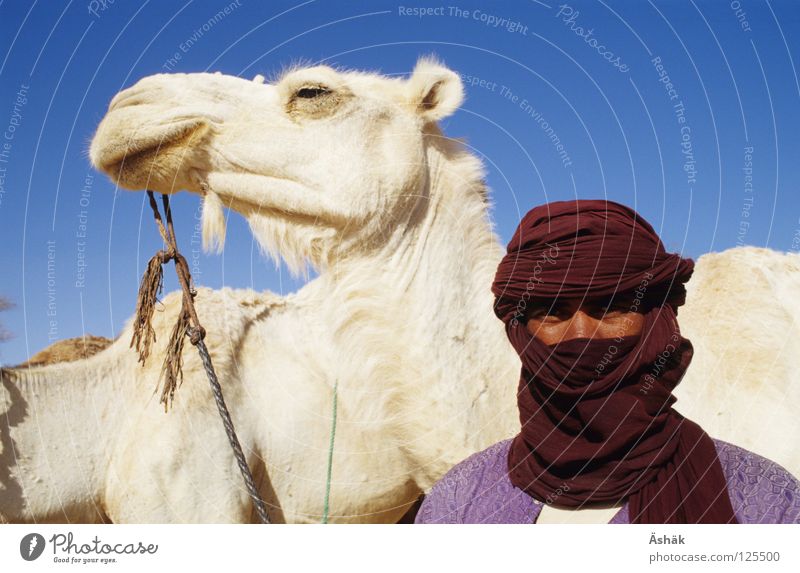 Tuareg Kamel Nomaden Turban Niger Afrika weiß Porträt Mann Wüste Stolz Reitkamel Sahara