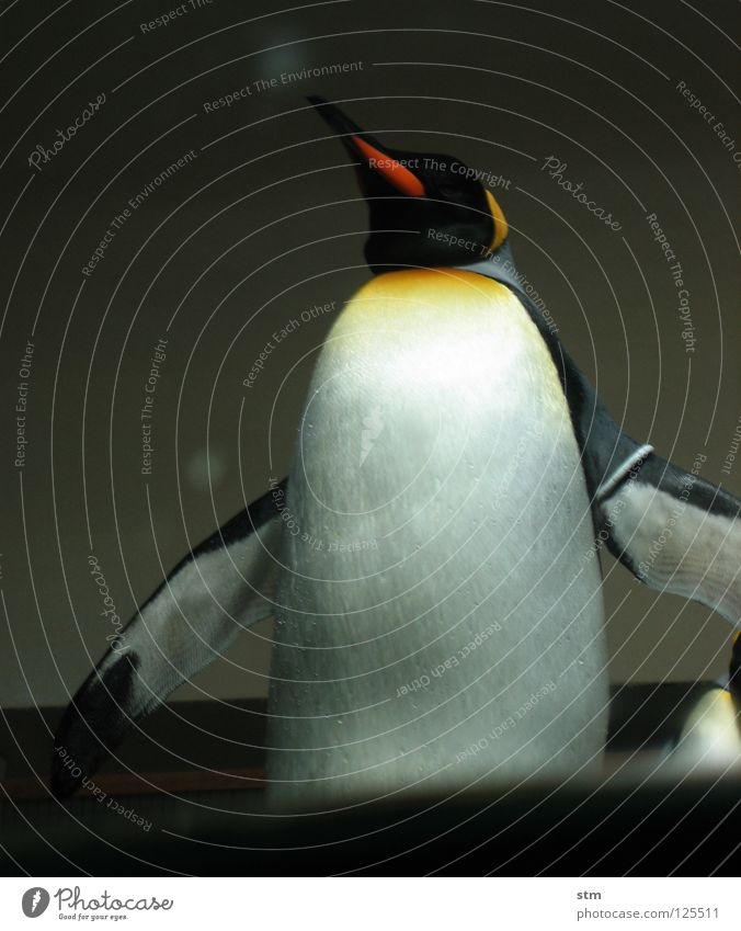 ... moment ... Pinguin Königspinguine Zoo Spielen Tier kommen nähern spritzen Tiergarten Würde mehrfarbig Freude Antarktis schön Wasser penguin Arme