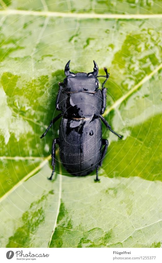 Das Geweih wächst noch Käfer 1 Tier liegen glänzend grün schwarz Hirschkäfer Insekt Symmetrie Blattgrün Landkreis Regen nass Fühler Makroaufnahme Farbfoto