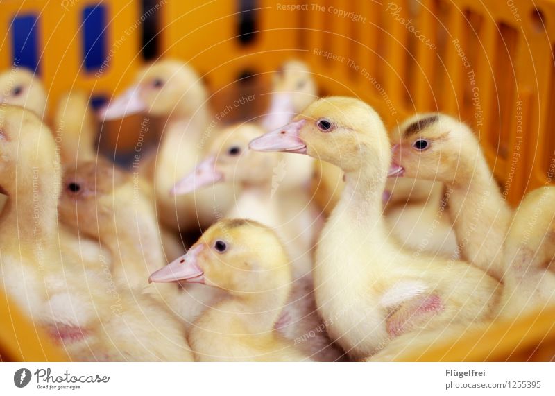 Da gibt's was zu gucken Nutztier Tiergruppe gelb Tiermarkt verkaufen lachen Entenküken Schlachtung Fleisch Vogel Tierjunges Schnabel zerrupft Kiste Tierquälerei