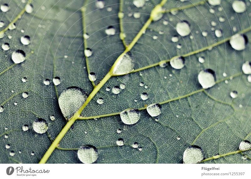 Lupentropfen Pflanze Garten grün Blatt Blattadern Regen Natur Punkt Strukturen & Formen Makroaufnahme Farbfoto Gedeckte Farben Außenaufnahme