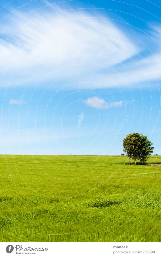 Weites Feld Natur Landschaft Wolken Sommer Schönes Wetter Wärme Baum frei Unendlichkeit Sauberkeit blau grün Freiheit Dänemark Jütland Weizen Horizont reduziert