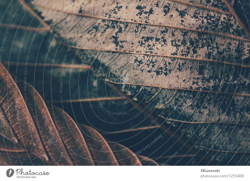 Trockenes braunes Blatt exotisch Kunst Natur Pflanze Herbst fantastisch retro Farbe Kreativität gold staunen Biologie Ast Zelle geschnitten zyan diagonal