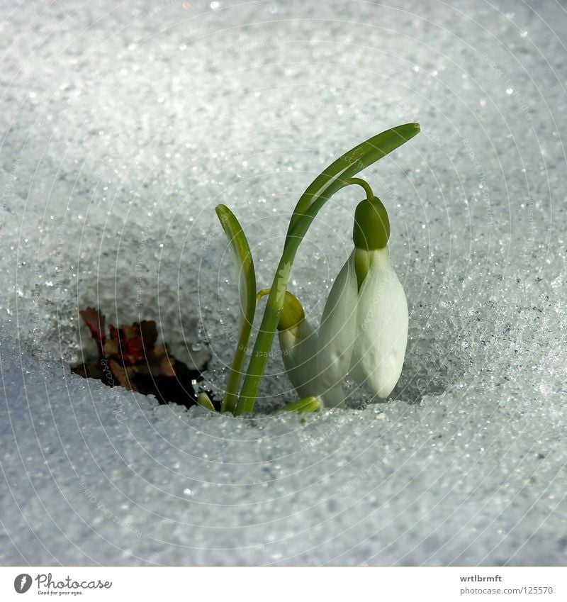 Schnee trifft Glöckchen Winter Natur Pflanze Frühling Eis Frost Blume Blüte Blühend Wachstum hell kalt neu grün weiß Schneeglöckchen Stengel Oberfläche Farbfoto