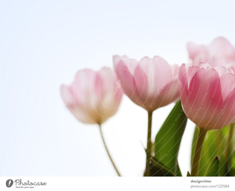 Berühr´ mich nicht Tulpe Blume Pflanze Blüte Blühend schön zart filigran durchscheinend durchsichtig zerbrechlich verwundbar rosa unberührt unschuldig Vertrauen