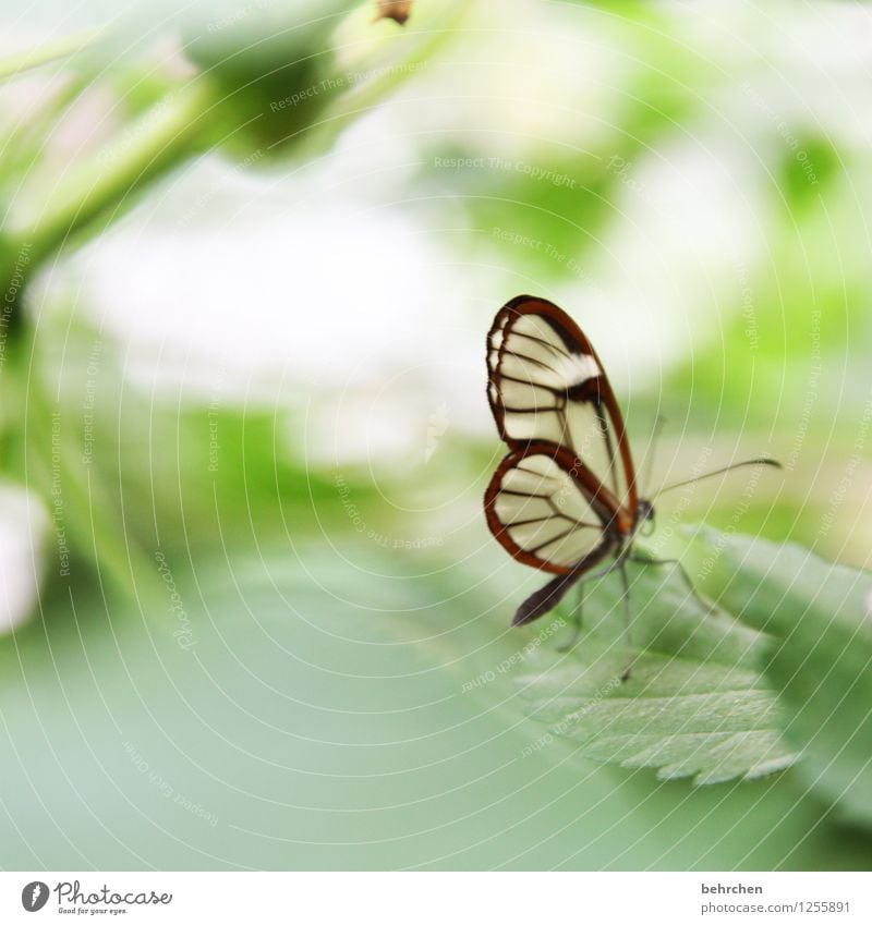 selbst der kleinste... Natur Pflanze Tier Frühling Sommer Baum Blatt Garten Park Wiese Wildtier Schmetterling Flügel glasflügelfalter 1 Erholung fliegen sitzen