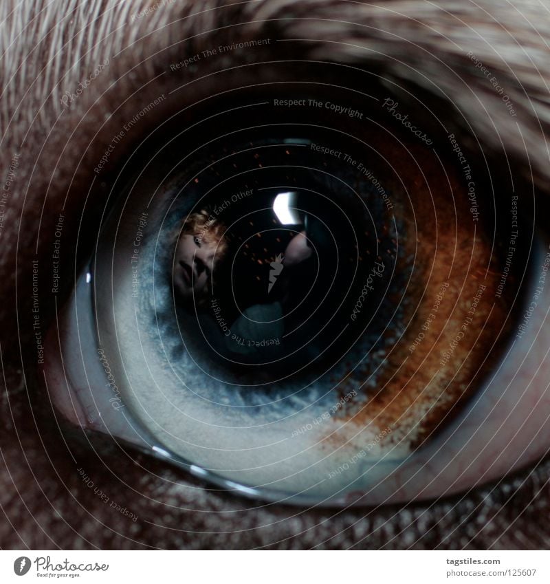 THE I INSIDE Reflexion & Spiegelung Instant-Messaging Klarheit mystisch Australien Hund Tier Tierzucht weiß schwarz braun träumen Treue Kuhfleck Hundeauge