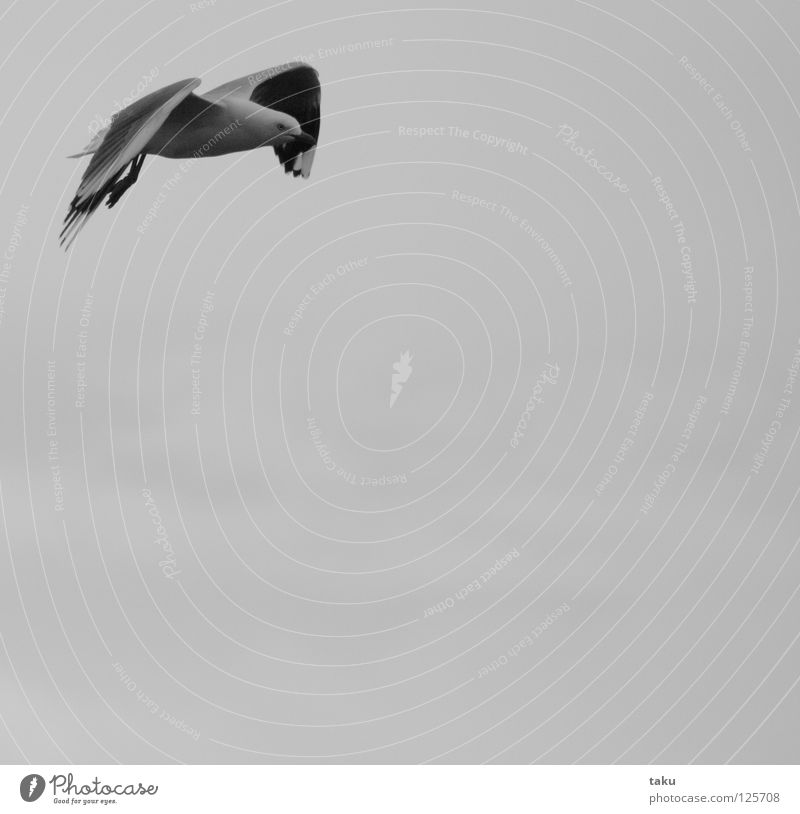 SEAGULL I Neuseeland Möwe Vogel Schweben gleiten weiß grau p.b. Lachmöwe fliegen Flügel Freiheit freedom rote füße roter schnabel