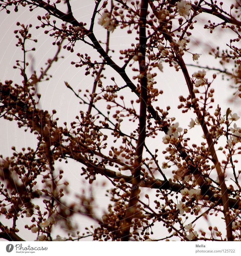 Frühlingshimmelblick Blüte Baum Geäst Blühend sprießen frisch aufwachen rosa Pastellton Park Ast Zweig Blütenknospen ausschlagen Trieb Himmel oben Blick neu