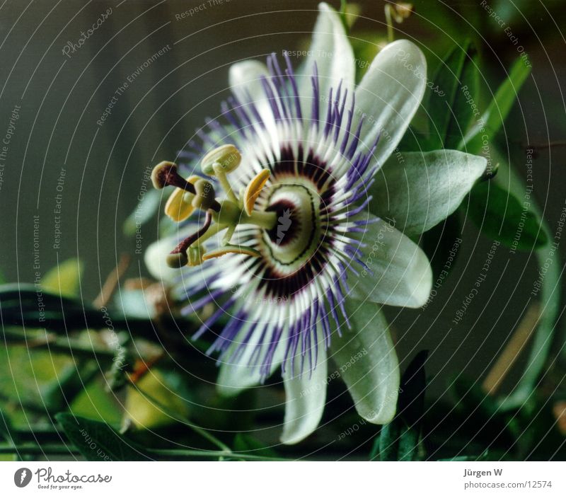 Passionsblume Blume Blüte grün violett Natur flower bloom