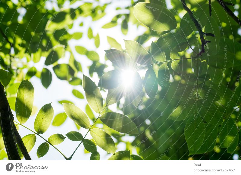 Walnussblätter Natur Pflanze Urelemente Sonne Sonnenlicht Sommer Blatt Grünpflanze Wildpflanze Walnussblatt Echter Walnussbaum Blätterdach Baumkrone