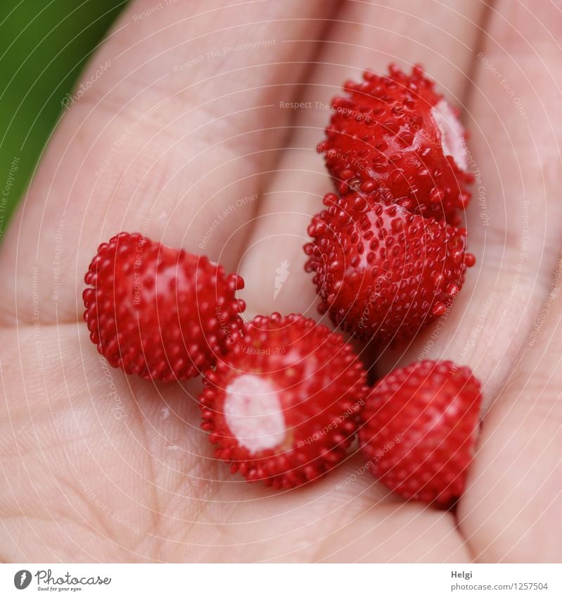 Scheinerdbeeren... Lebensmittel Frucht Erdbeeren Wald-Erdbeere Ernährung Vegetarische Ernährung Mensch Hand Finger festhalten liegen außergewöhnlich frisch