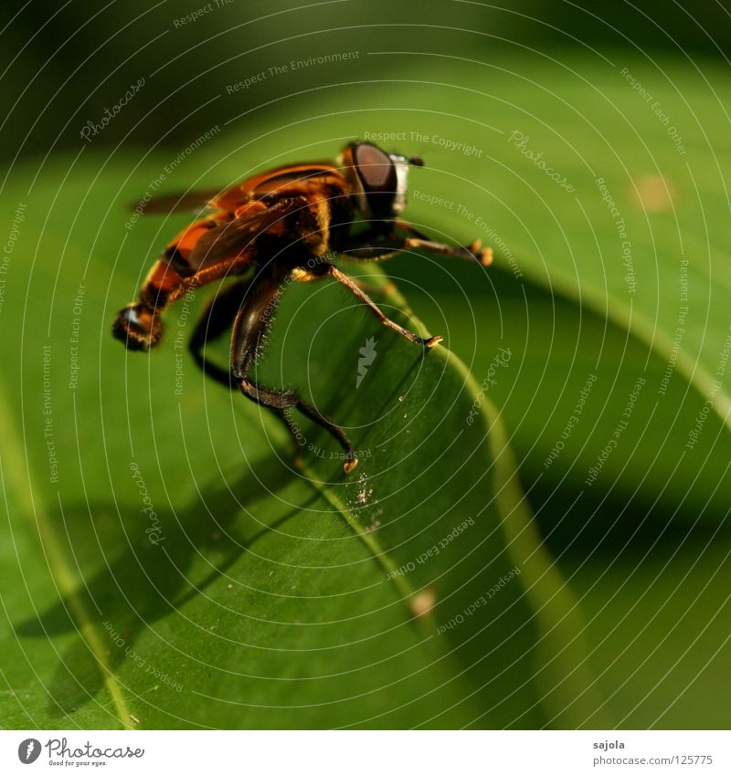 beine reib und los... Natur Blatt Tier Wildtier Fliege Schwebfliege Insekt 1 Streifen grün gestreift Beine Farbfoto Außenaufnahme Nahaufnahme Makroaufnahme