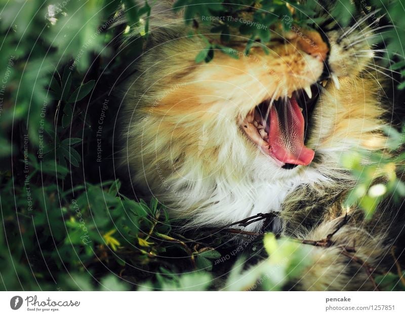 give me a cry! Natur Sträucher Haustier Katze 1 Tier schreien Gefühle Aggression Zunge Gebiss Haare & Frisuren Maul gähnen Katzenzunge Katzenkopf Farbfoto