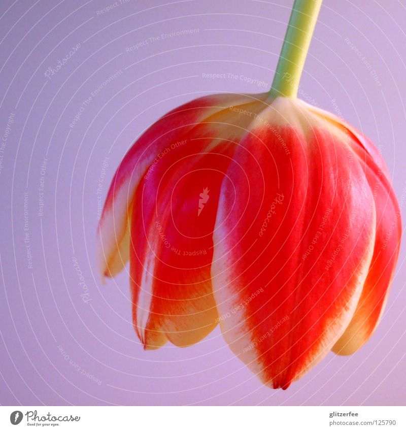 lampenschirm Tulpe Blume Frühblüher hängen Frühling Schmuck Stengel Blüte Blütenblatt Lampe mehrfarbig rot violett gelb grün Farbe changieren Decke Farbverlauf
