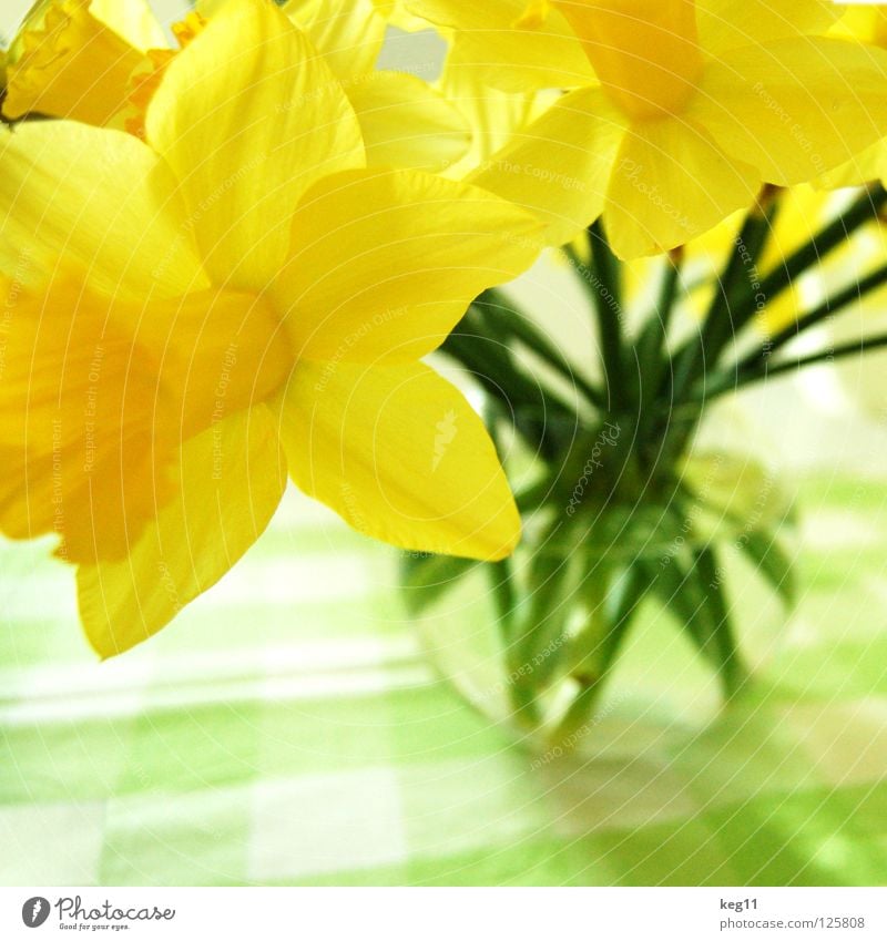 Noch mehr Frühlingsnarzissen Narzissen Blume Vase Tisch Blumenstrauß Gänseblümchen Gelbe Narzisse Glocke Hyazinthe Tulpe Osterei gelb Feste & Feiern Stengel