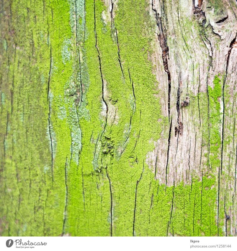 in der alten Bar Englands London Design Tapete Natur Pflanze Baum Wald Linie natürlich braun grün schwarz weiß Hintergrund Rinde Holzplatte Land Riss