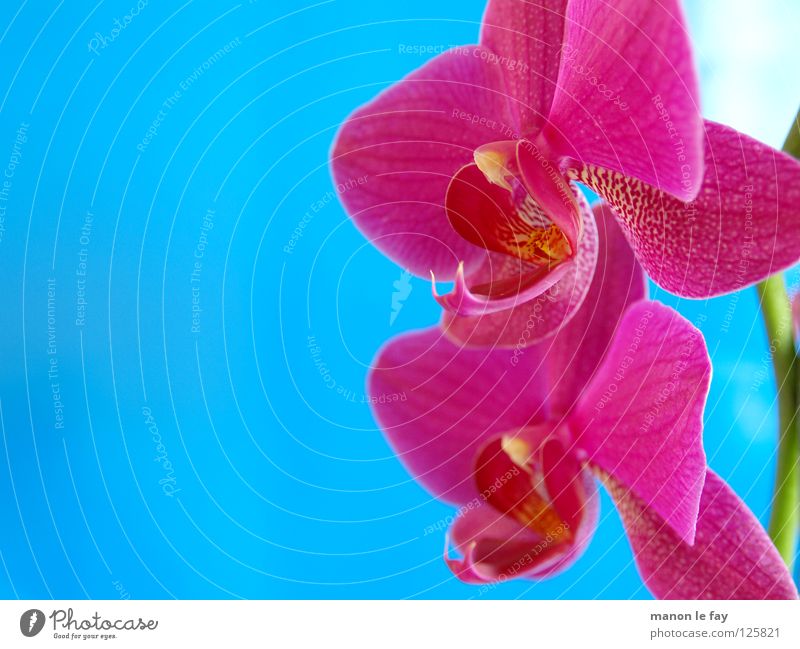 Volta rosa Orchidee Blume Blüte zyan Anmut zerbrechlich Makroaufnahme Nahaufnahme blau elegant exotisch schön