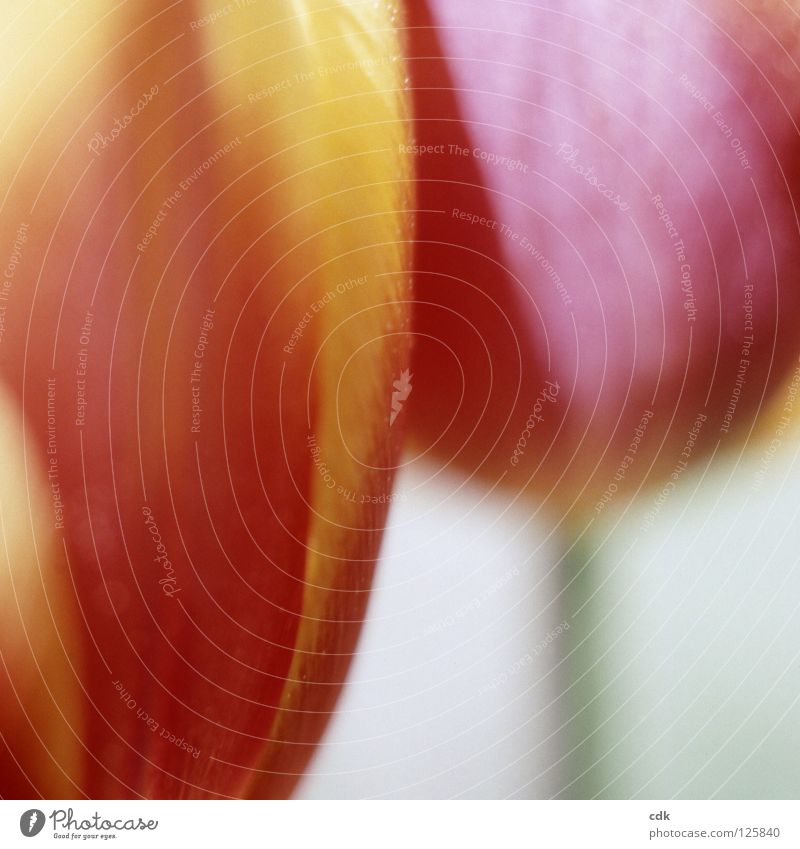 Tulpen | frühlingshaft Blume Blüte Blütenblatt Stengel Blumenstrauß mehrfarbig rot rosa gelb Fröhlichkeit leicht duftig beschwingt schön zart rund geschmackvoll