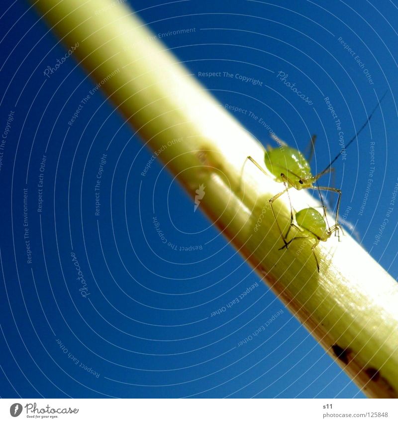 MamaLaus & BabyLaus Schädlinge klein grün Nachkommen Tier Insekt Fühler Pflanze Blume Löwenzahn Biologie Makroaufnahme Nahaufnahme Verkehr Käfer Beine blau