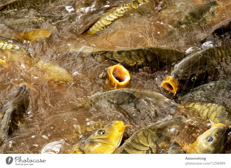 Fisch-Haufen Tier Wildtier Schuppen Schwarm Wasser Fressen Schwimmen & Baden wild braun gelb gold viele Auge chaotisch Maul hässlich Farbfoto mehrfarbig