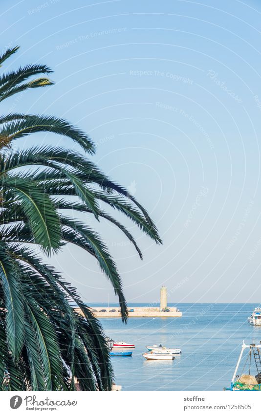Bäume (7/8) Baum Natur Wachstum Sauerstoff Umwelt Klima ökologisch Palme Strand Italien Bari Ferien & Urlaub & Reisen Sonne Schönes Wetter