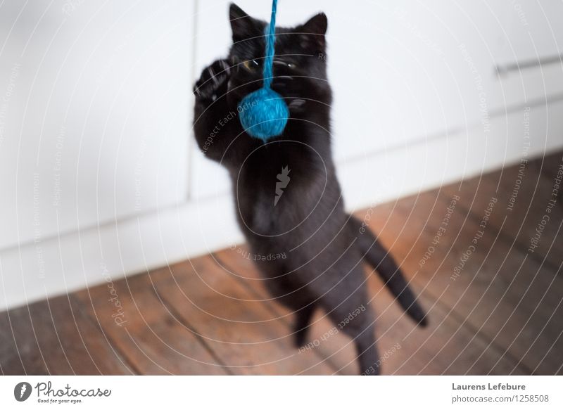 Traumfänger Haustier Katze Spielen Trieb spielerisch Jagd springen angreifend Wolle Ball niedlich lustig jung angreifende Katze Tiefenschärfe schwarze Katze